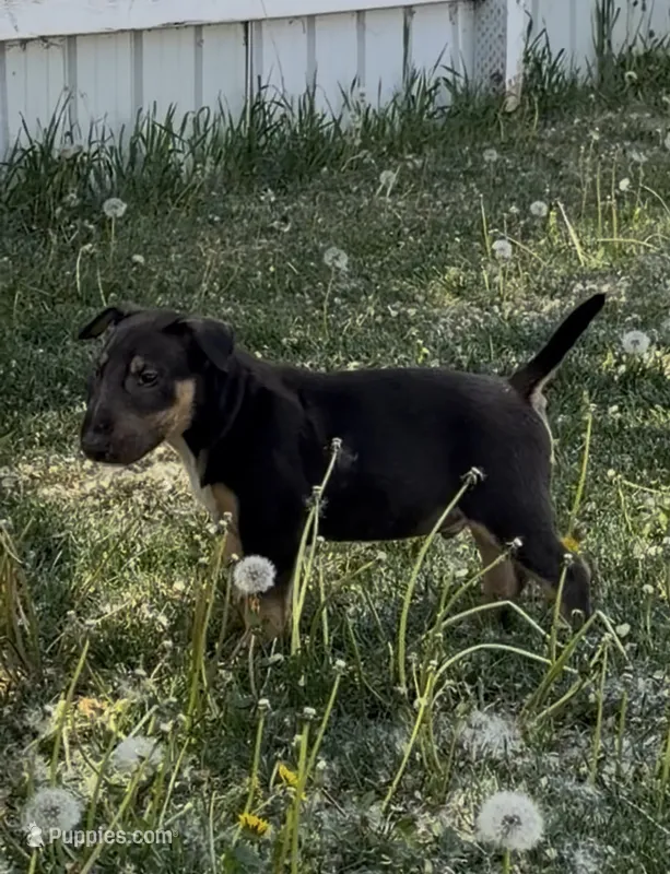 Mordi – Bull Terrier puppy for sale in Colville, WA