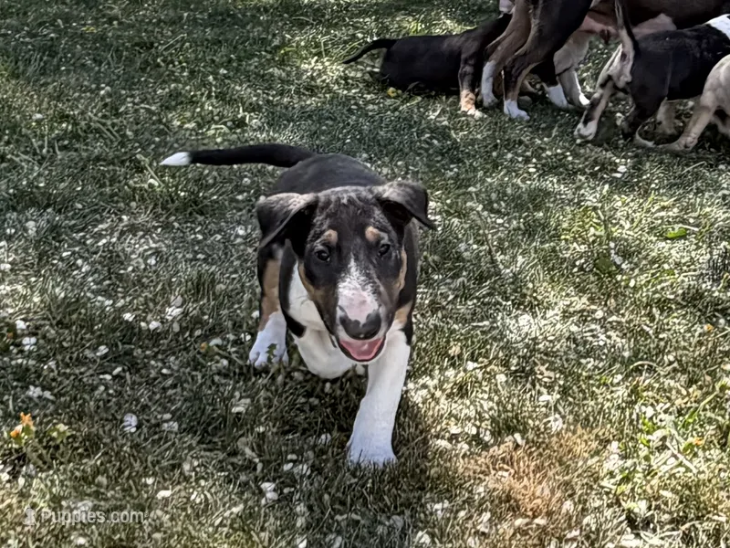 Mongo – Bull Terrier puppy for sale in Colville, WA