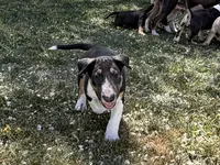 Mongo, a male Bull Terrier for sale in Colville, WA – 1 of 7