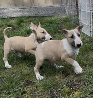 Cumulus , a male Bull Terrier for sale in Colville, WA – Photo 3 of 5