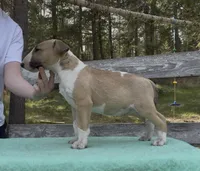 Cumulus , a male Bull Terrier for sale in Colville, WA – Photo 2 of 5