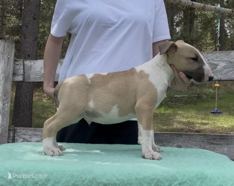 Cumulus  – Bull Terrier puppy for sale in Colville, WA