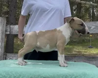 Cumulus , a male Bull Terrier for sale in Colville, WA – Photo 1 of 5