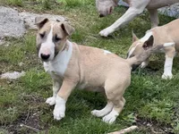 Cumulus , a male Bull Terrier for sale in Colville, WA – Photo 4 of 5