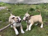Cumulus , a male Bull Terrier for sale in Colville, WA – Photo 5 of 5