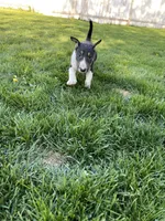 Mongo, a male Bull Terrier for sale in Colville, WA – Photo 4 of 8