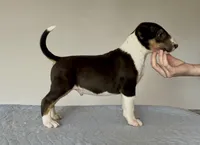 Mongo, a male Bull Terrier for sale in Colville, WA – Photo 1 of 8
