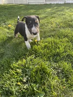 Mongo, a male Bull Terrier for sale in Colville, WA – Photo 6 of 8