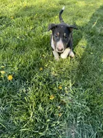 Mongo, a male Bull Terrier for sale in Colville, WA – Photo 7 of 8