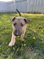 Carl, a male Bull Terrier for sale in Colville, WA – Photo 3 of 5