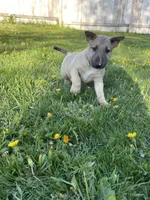Carl, a male Bull Terrier for sale in Colville, WA – Photo 4 of 5
