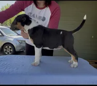 Mongo, a male Bull Terrier for sale in Colville, WA – 6 of 7