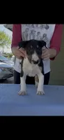 Mongo, a male Bull Terrier for sale in Colville, WA – 7 of 7