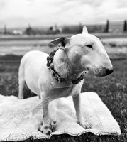 Nim, a female Bull Terrier for sale in Colville, WA – 1 of 4