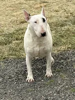 Nim, a female Bull Terrier for sale in Colville, WA – 4 of 4
