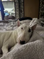 Nim, a female Bull Terrier for sale in Colville, WA – 2 of 4