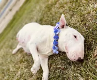 Nim, a female Bull Terrier for sale in Colville, WA – 3 of 4