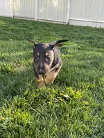 Mordi, a male Bull Terrier for sale in Colville, WA – 3 of 5