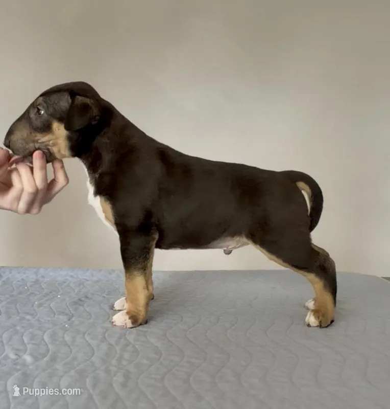 Mordi – Bull Terrier puppy for sale in Colville, WA