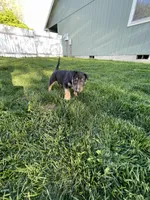 Mordi, a male Bull Terrier for sale in Colville, WA – 4 of 5