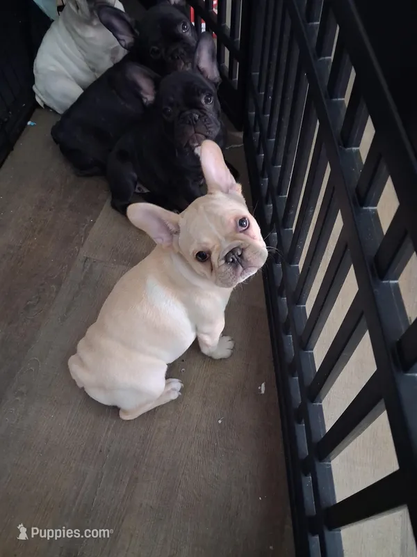 mona – French Bulldog puppy for sale in Port Richey, FL