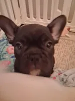 D, a male French Bulldog for sale in Port Richey, FL – Photo 3 of 3