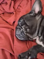 D, a male French Bulldog for sale in Port Richey, FL – Photo 2 of 3