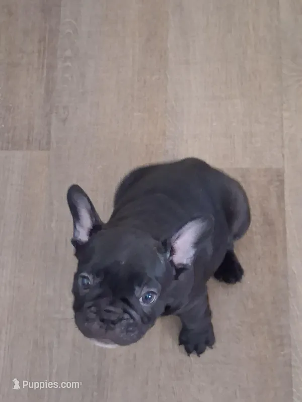 D – French Bulldog puppy for sale in Port Richey, FL