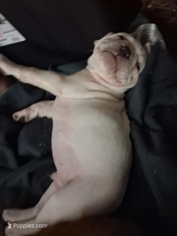 Klondike  – French Bulldog puppy for sale in Port Richey, FL