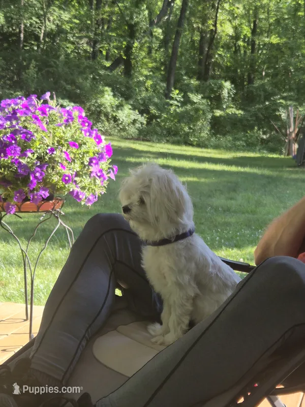 meme – Maltese, Morkie puppy for sale in Fort Washington, MD