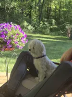 meme, a female Maltese and Morkie for sale in Fort Washington, MD – 1 of 1