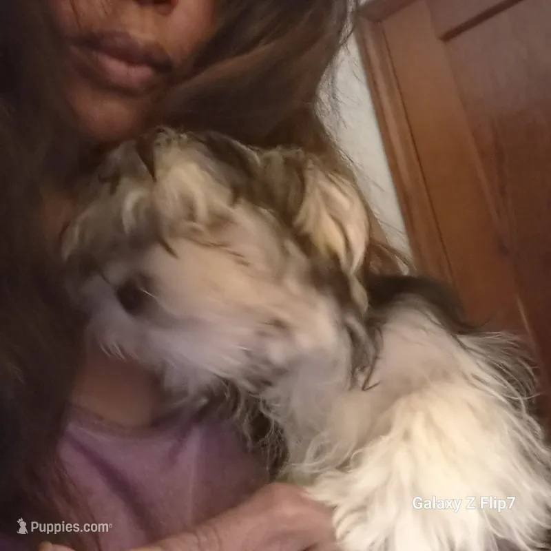 Bear bear – Maltese, Morkie puppy for sale in Fort Washington, MD