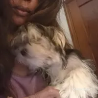 Bear bear, a male Maltese and Morkie for sale in Fort Washington, MD – 1 of 1