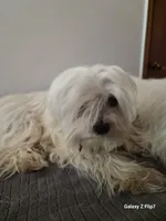 Mee, a female Morkie for sale in Fort Washington, MD – 2 of 2
