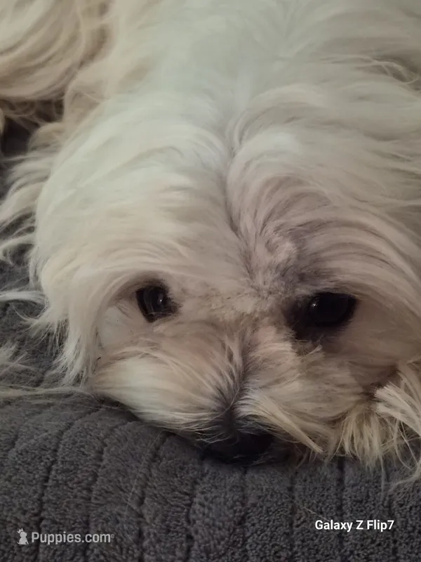 Mee – Morkie puppy for sale in Fort Washington, MD