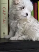 cody, a male Maltese for sale in Fort Washington, MD – 2 of 2