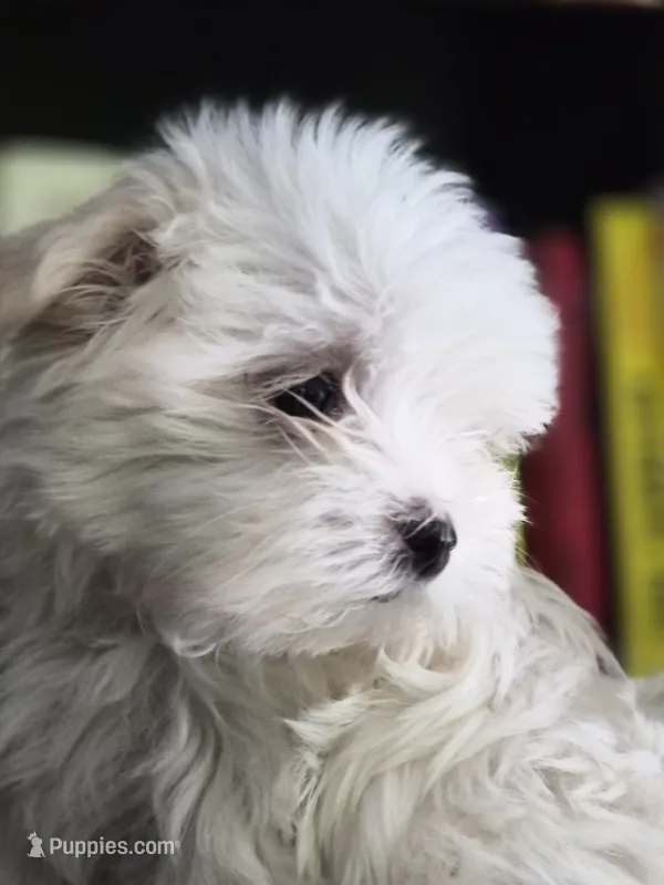 cody, a male Maltese for sale in Fort Washington, MD – 1 of 2