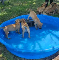 Cheerio, a female Great Dane and Boerboel for sale in Greenville, TX – 2 of 3