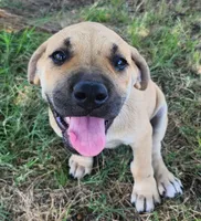 Cheerio, a female Great Dane and Boerboel for sale in Greenville, TX – 3 of 3