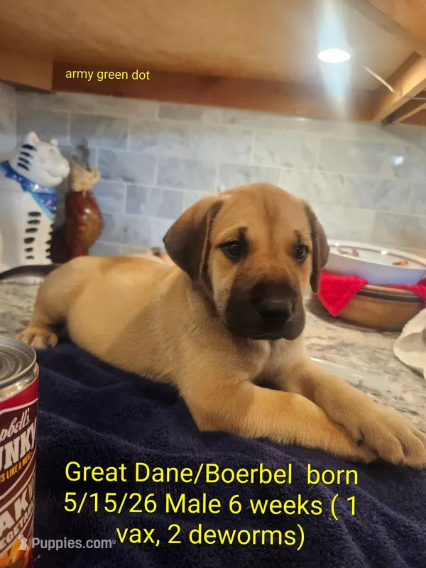 Mr. Handsome – Great Dane, Boerboel puppy for sale in Greenville, TX