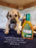 Dressie, a female Great Dane and Boerboel for sale in Greenville, TX – 1 of 2
