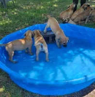 Gymbro, a male Great Dane and Boerboel for sale in Greenville, TX – 2 of 2