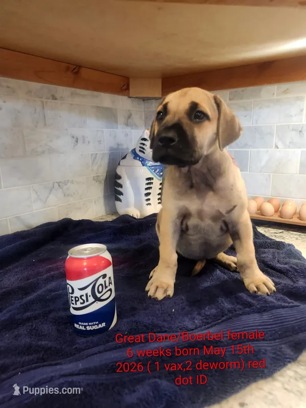 Pepsi – Great Dane, Boerboel puppy for sale in Greenville, TX