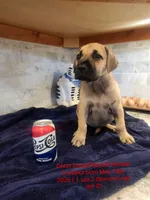 Pepsi, a female Great Dane and Boerboel for sale in Greenville, TX – 1 of 2