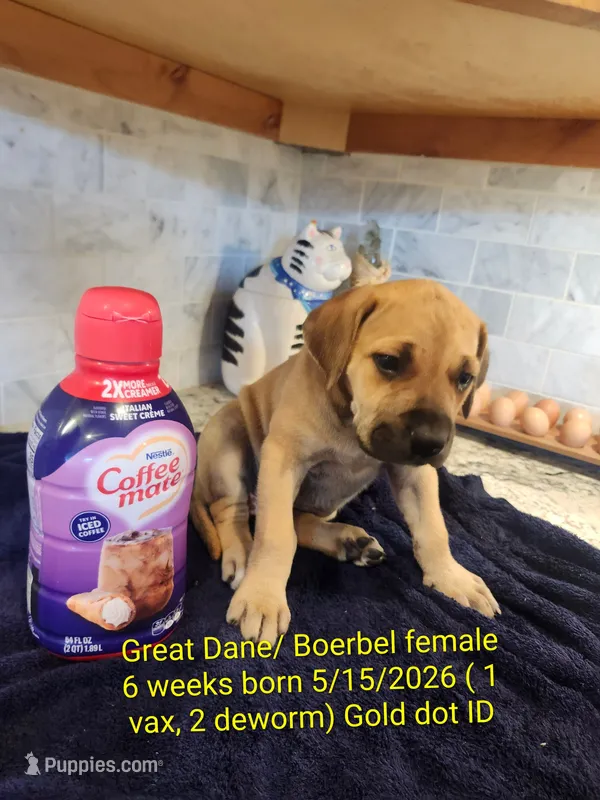Sweetie – Great Dane, Boerboel puppy for sale in Greenville, TX