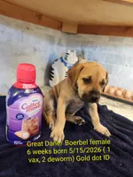Sweetie, a female Great Dane and Boerboel for sale in Greenville, TX – 1 of 2