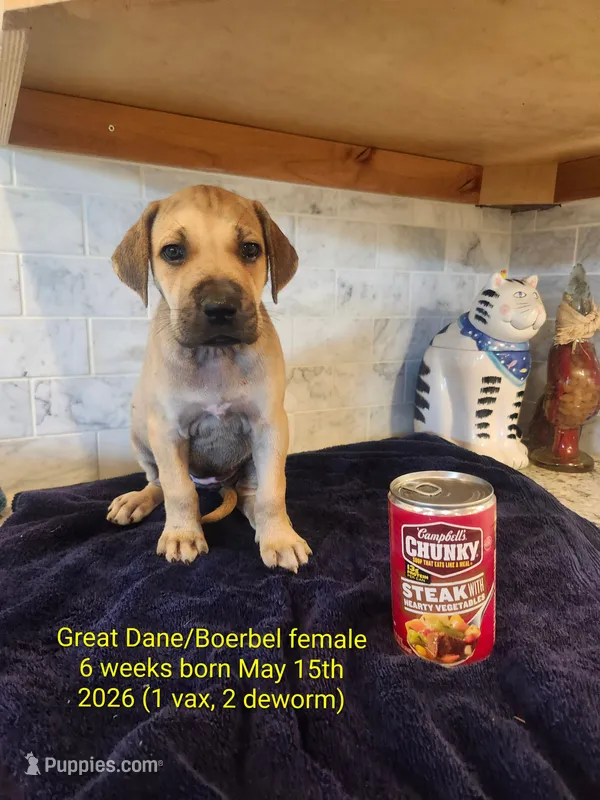 Ms. Kitty – Great Dane, Boerboel puppy for sale in Greenville, TX