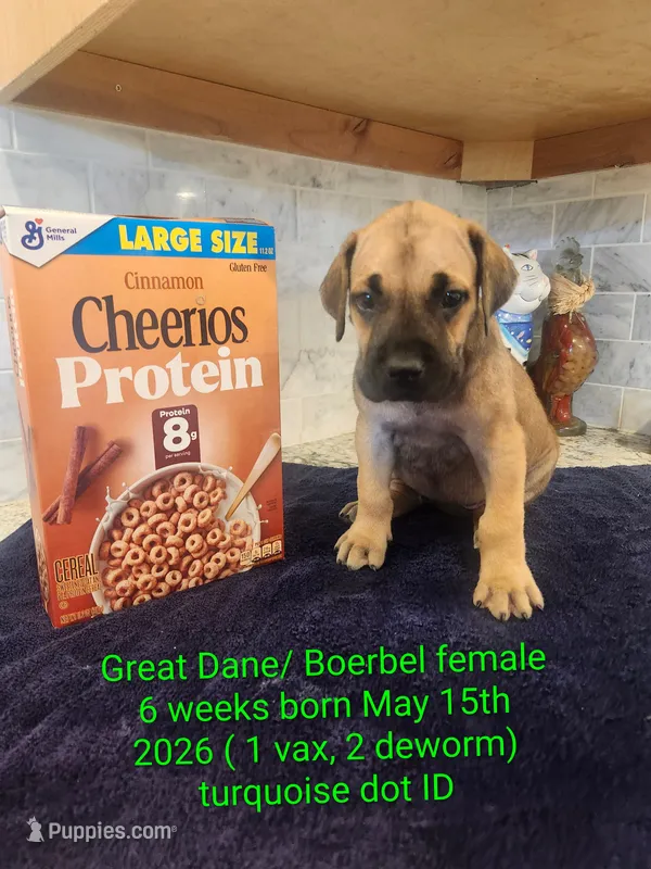 Cheerio – Great Dane, Boerboel puppy for sale in Greenville, TX