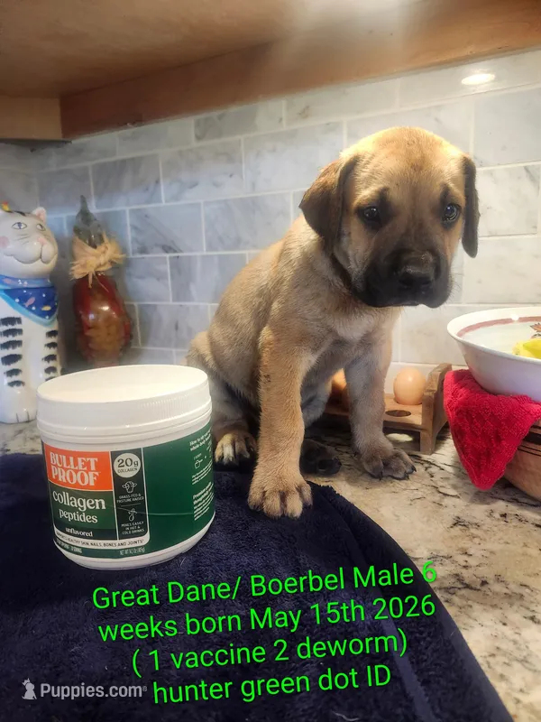 Gymbro – Great Dane, Boerboel puppy for sale in Greenville, TX