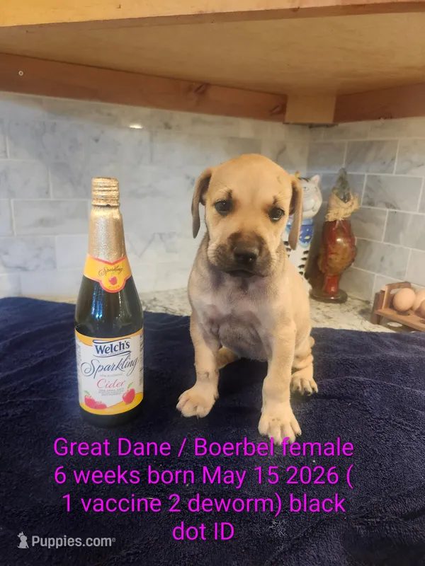 Sherry – Great Dane, Boerboel puppy for sale in Greenville, TX